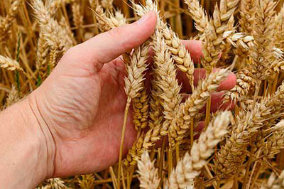 Ingeniería agrónoma